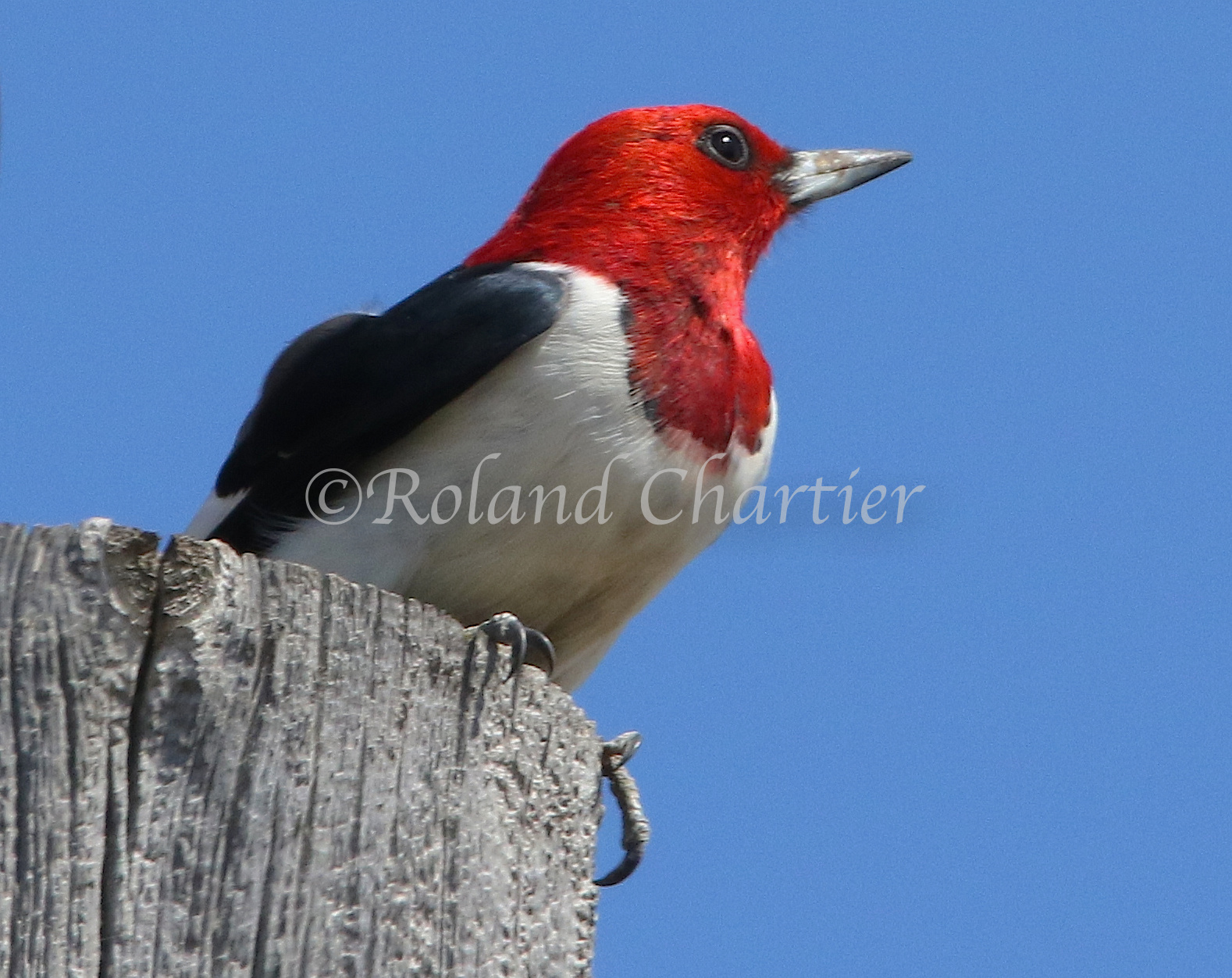 A Red Head Woodpecker perched on a tree stump